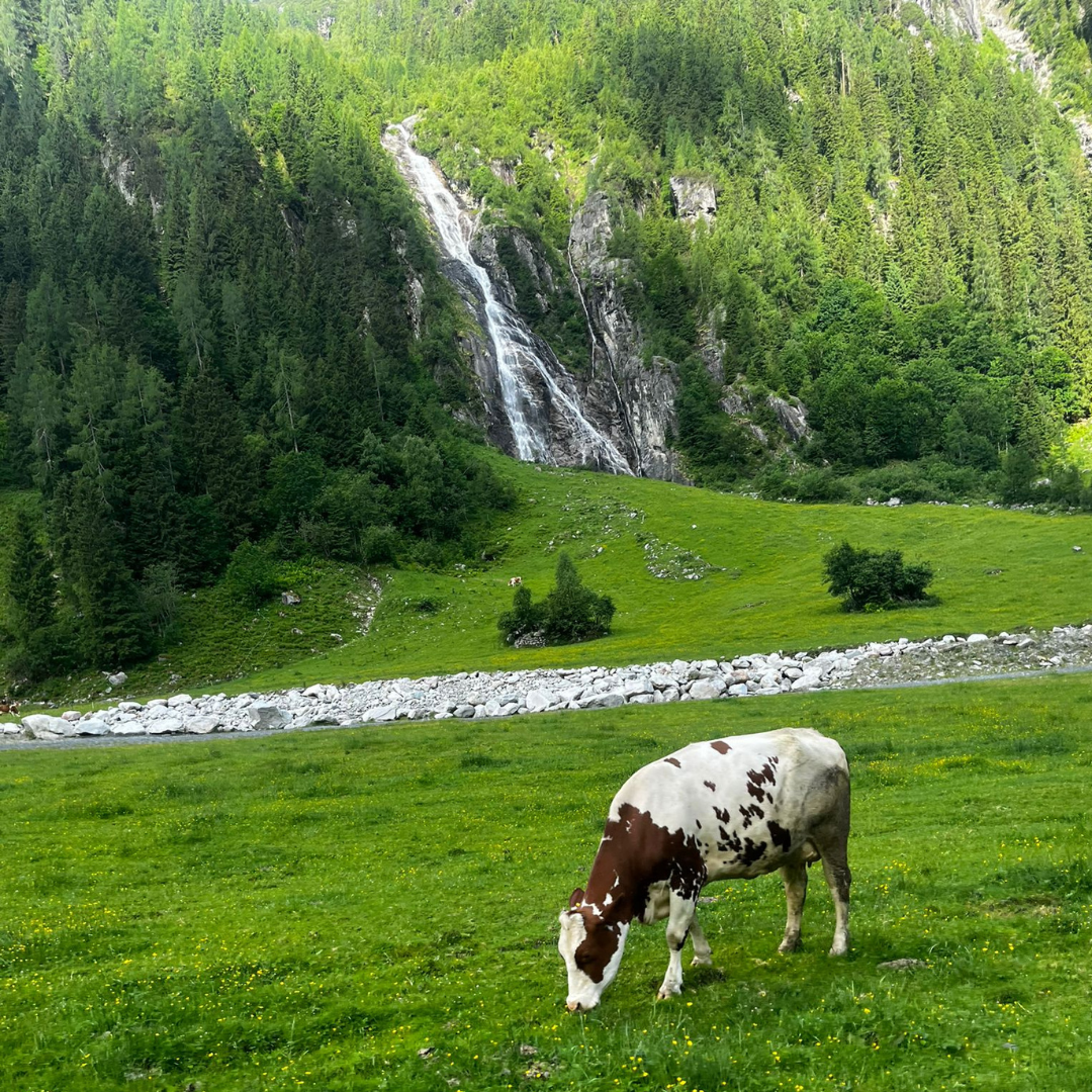 Kuh auf der Alm
